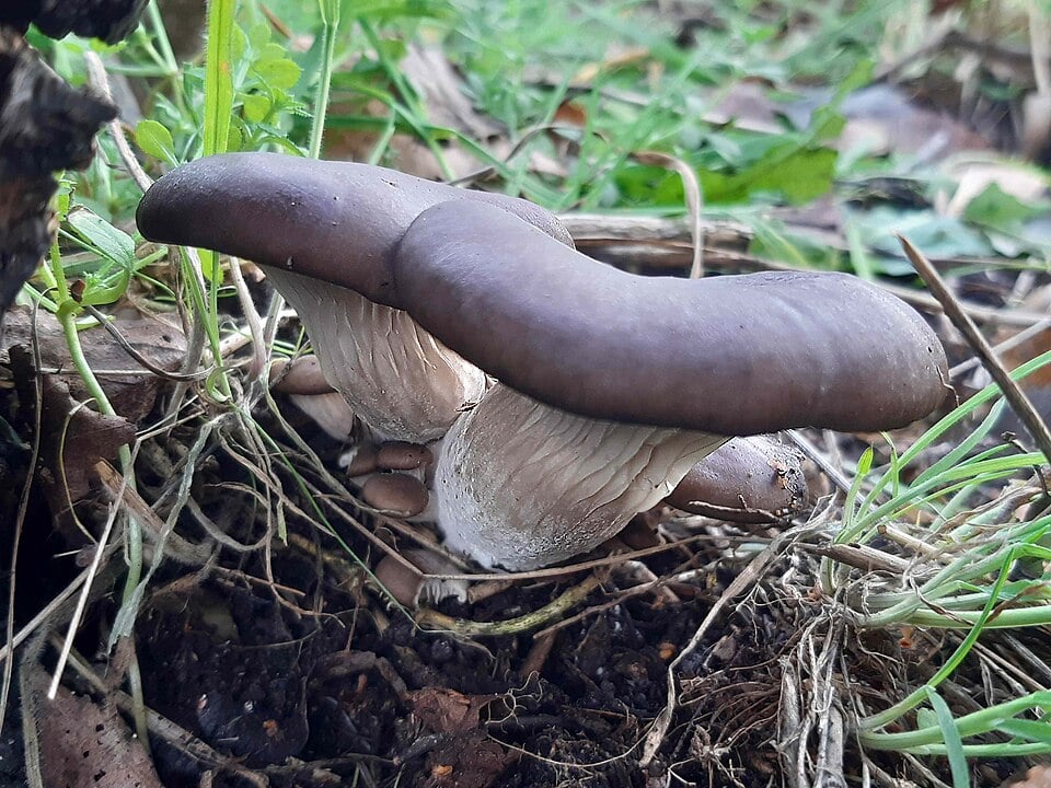 Blue oyster species reference