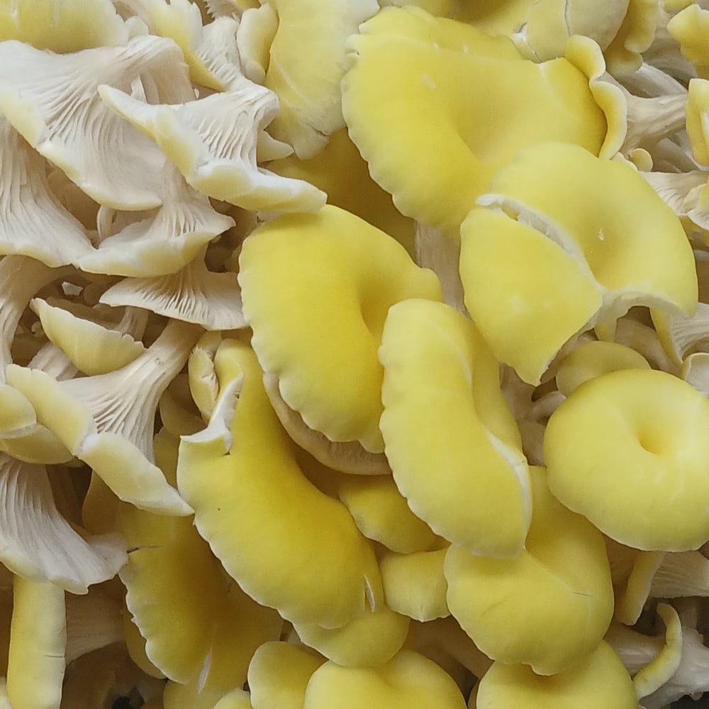 Golden oyster species reference