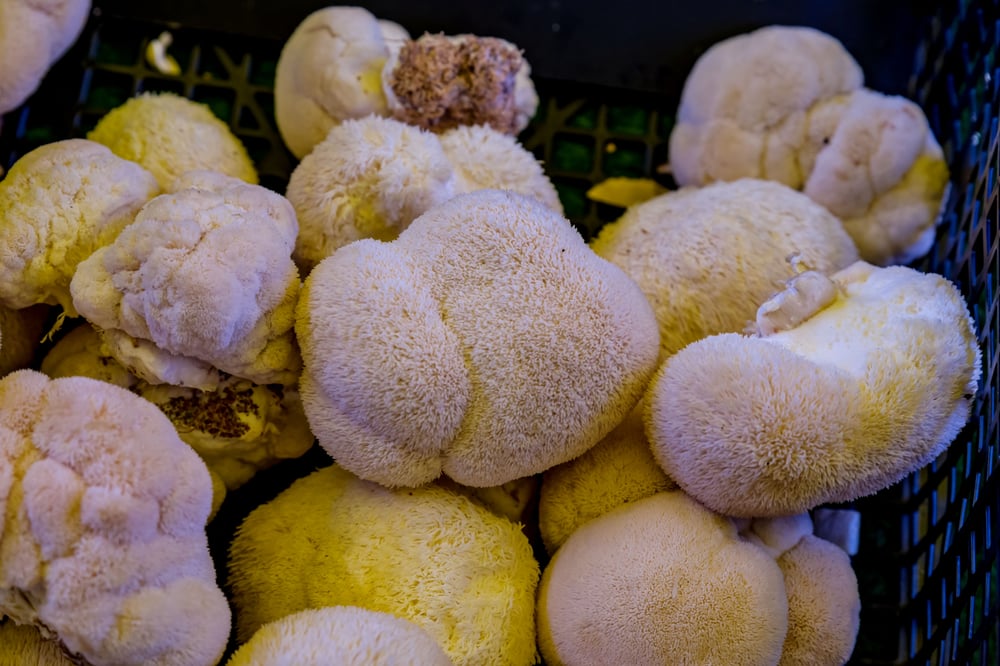 Lion’s mane species reference